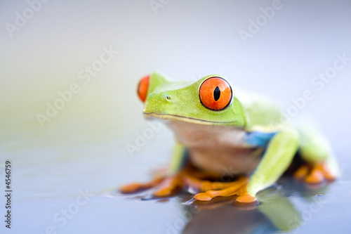 frog on wet metal closeup