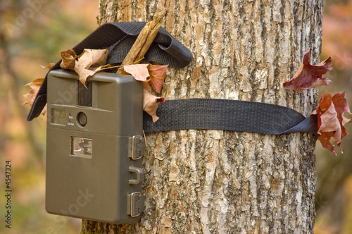 camera attached to a tree, used by hunters to spy wild animals 