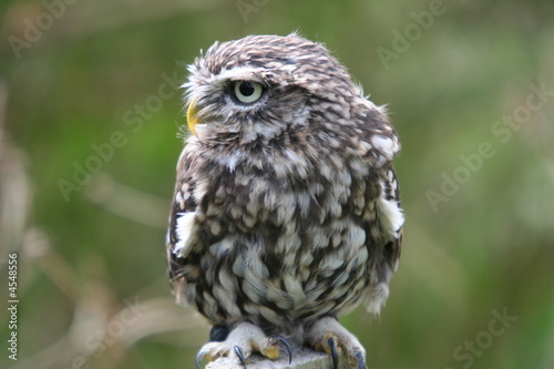 Little Owl