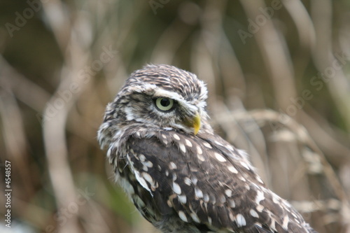 Little Owl