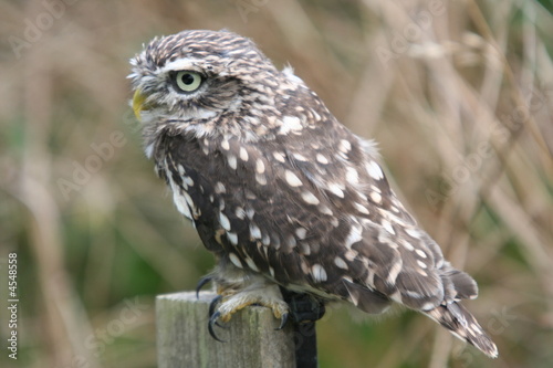 Little Owl