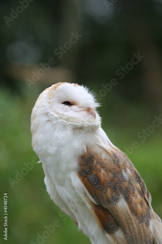 Barn Owl