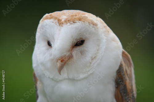 Barn Owl