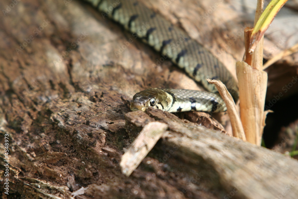 Grass Snake Grass Snake