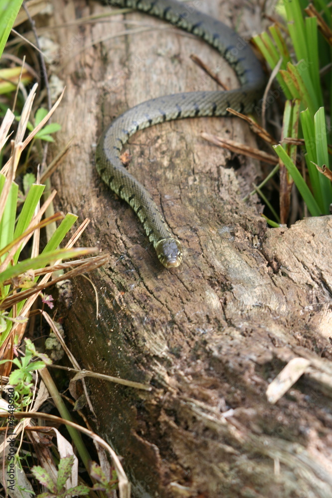 Grass Snake Grass Snake