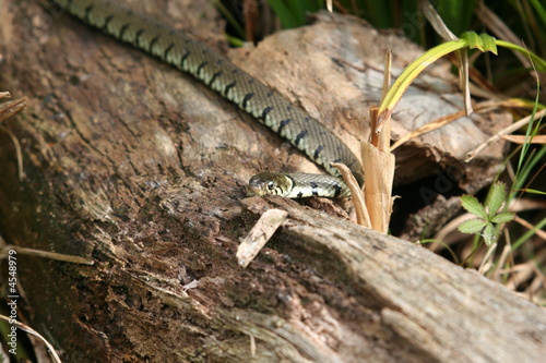 Grass Snake