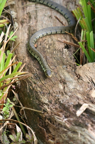 Grass Snake