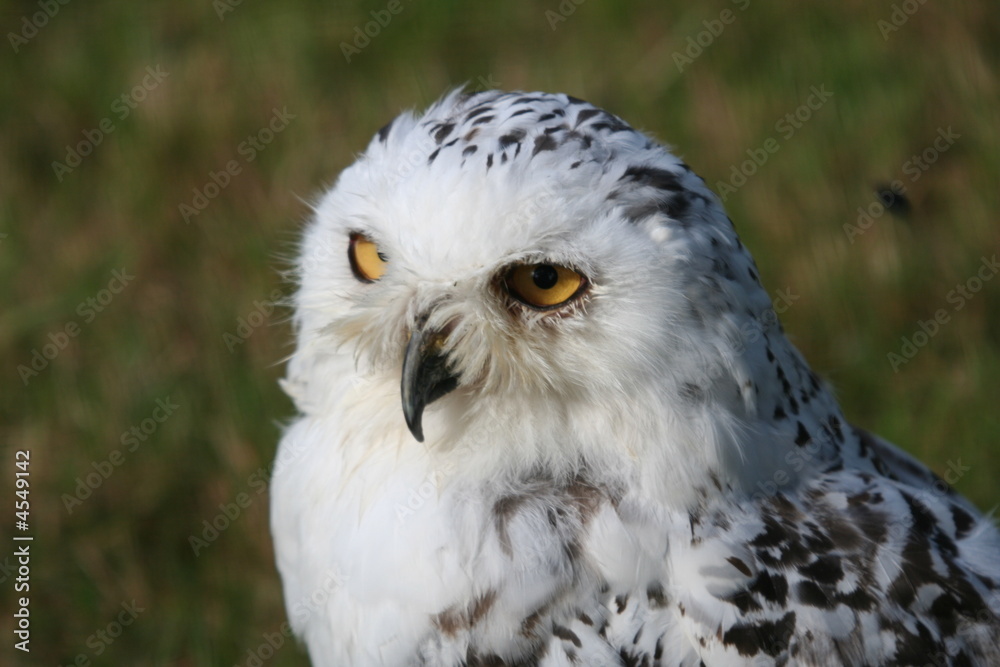 Snowy Owl Snowy Owl
