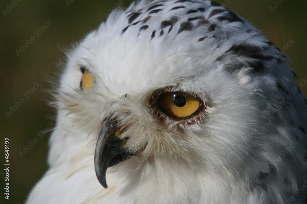 Obraz premium Snowy Owl