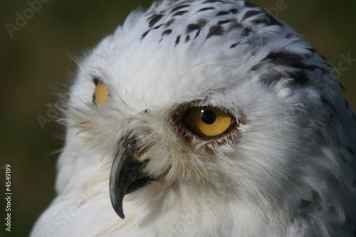 Snowy Owl