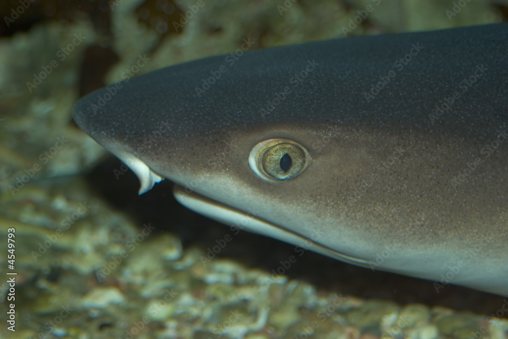 Fototapeta premium shark