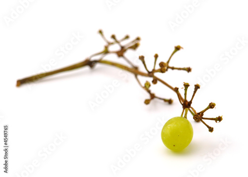last grape berry