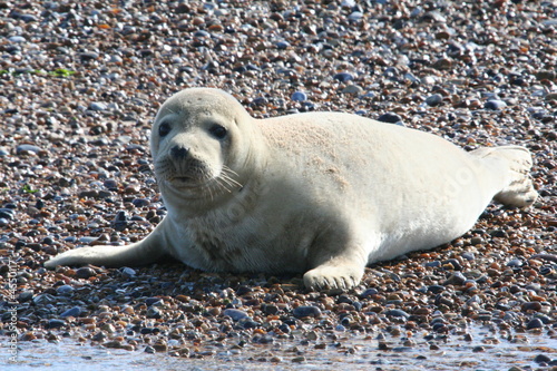 Grey Seal