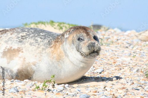 Grey Seal