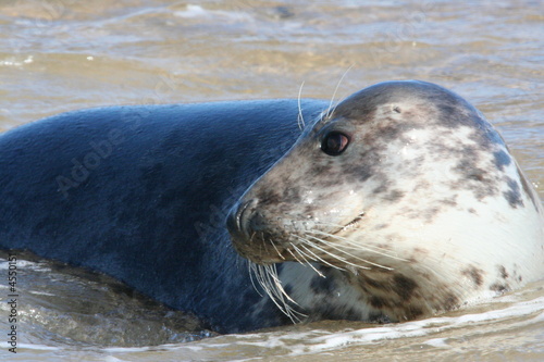 Grey Seal