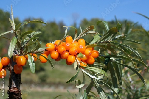 olives siberie5 #4550197