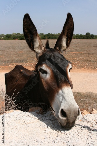 dark donkey © Macias
