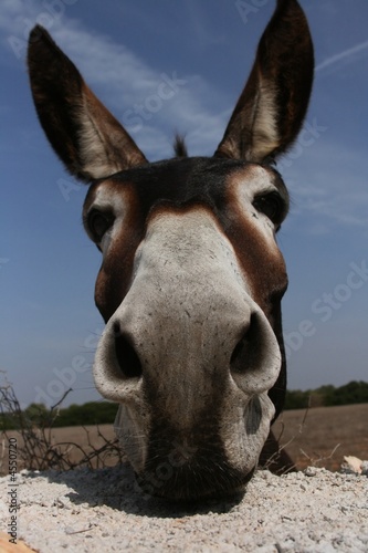 donkey