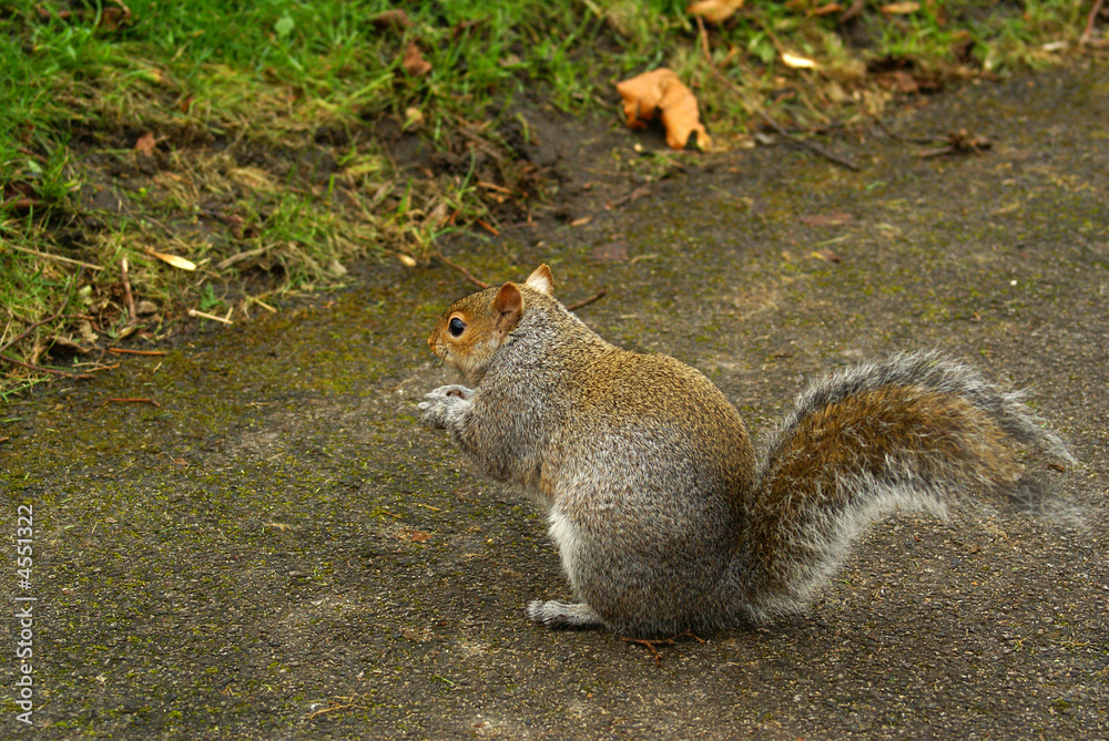 Squirrel Squirrel