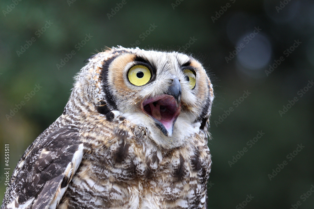 Obraz premium piailler