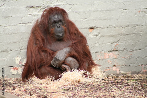 Orangutan