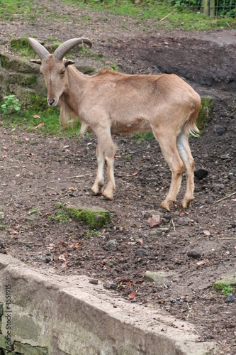 Barbary Sheep