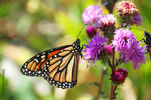 Monarch Butterfly Feeding © R. Gino Santa Maria
