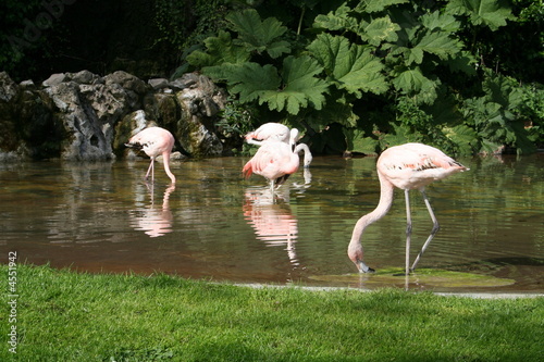 Pink Flamingos