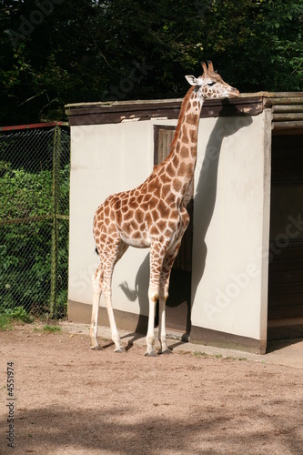 Giraffe