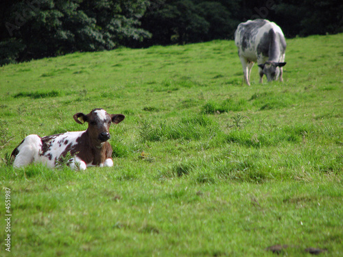 Two Cows
