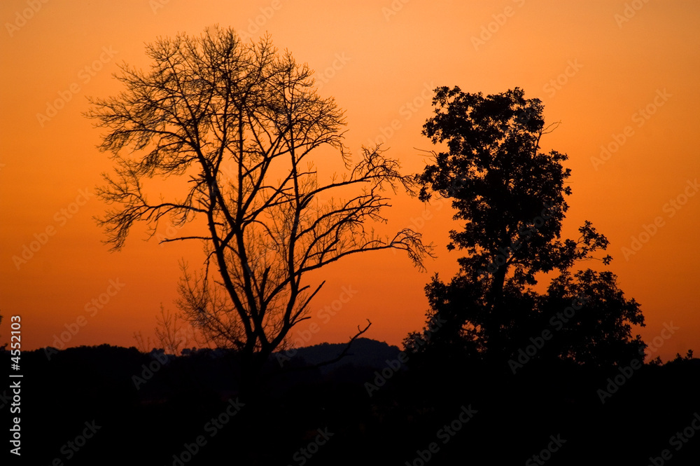 Evening tree sunset sunrise orange sky