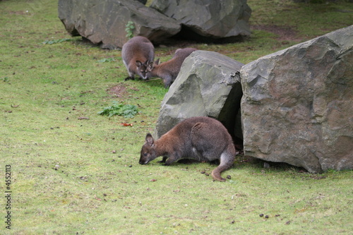 Wallaby