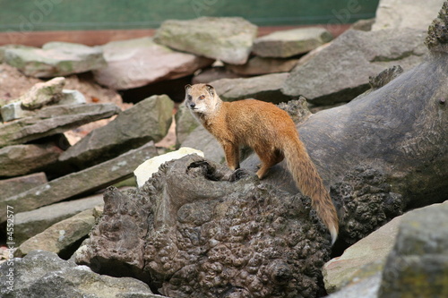 Mongoose