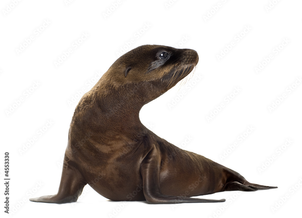 Fototapeta premium sea-lion pup (3 months)