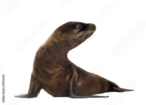 sea-lion pup (3 months)