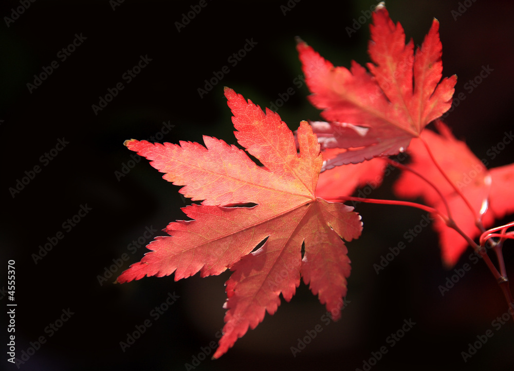 Autumn Leaves Autumn Leaves