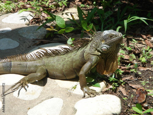 Iguane geant