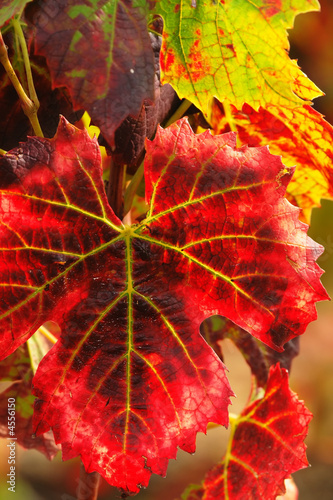 Red autumn grape leaves