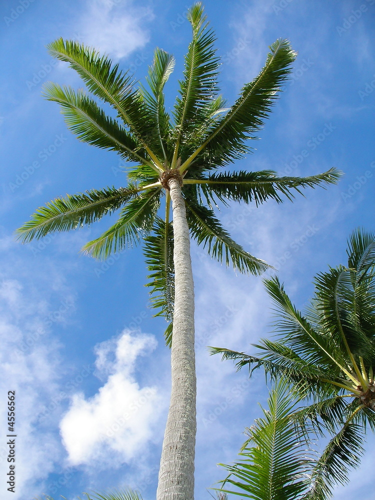 Fototapeta premium Palm Trees In The sky