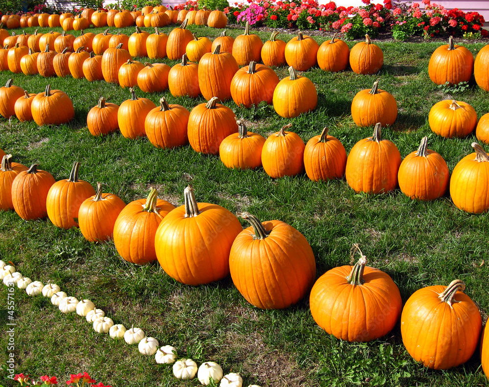 pumpkins in rows