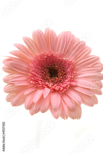 Gerbera Daisy