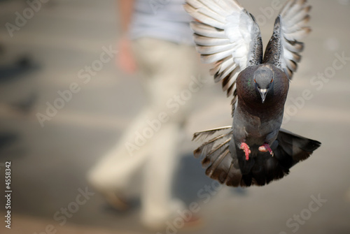 Pigeon Flying Toward Camera with Room for Text on Left.
