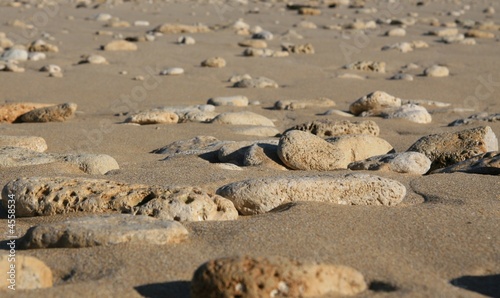 Fotografi gallets zen sur le sable