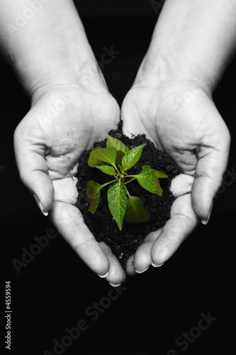 hands holding a newly born plant , hands desaturated