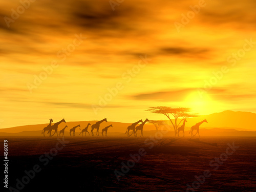 Giraffen auf der Wanderung  photo