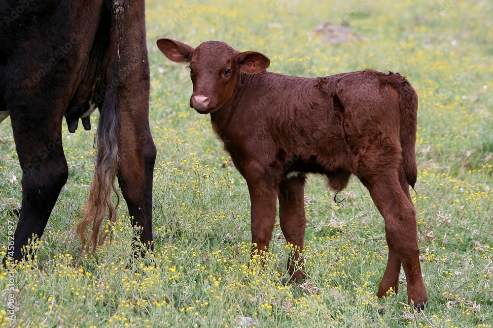 A young bull calf standing behind it's mother cow A young bull calf standing behind it's mother cow