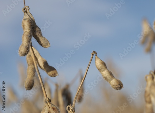 Fall Harvest: Soybeans