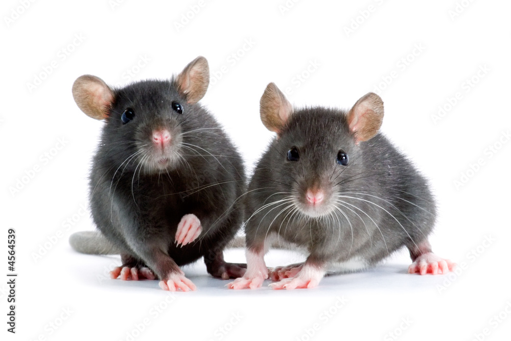 rats