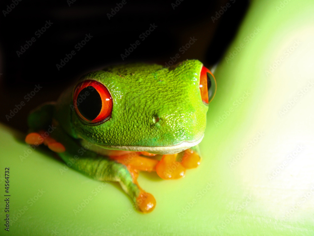Obraz premium frog closeup on white