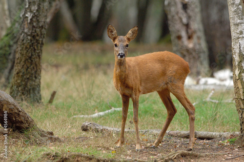 Obraz na plátně chevreuil brocard